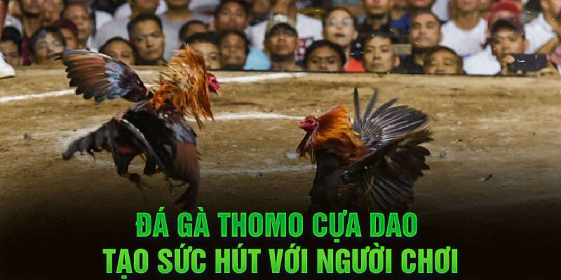Đá gà Thomo cựa dao tạo sức hút với người chơi